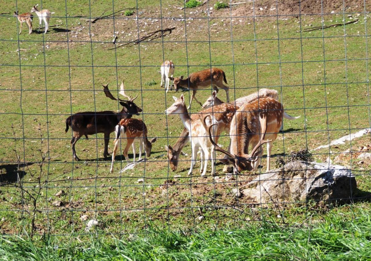 Green Eden Gornji Zvečaj Zewnętrze zdjęcie